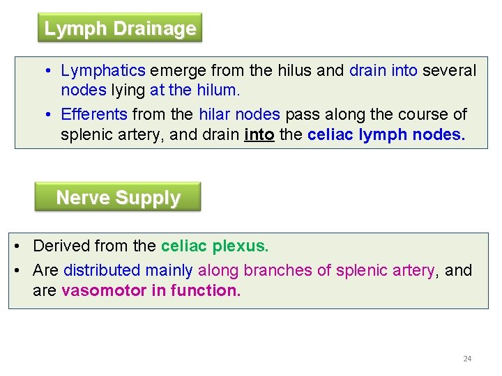 Lymph Drainage • Lymphatics emerge from the hilus and drain into several nodes lying