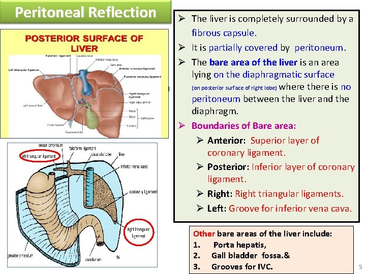 Peritoneal Reflection Superior layer of coronary ligament Inferior layer of coronary ligament Posterior abdominal