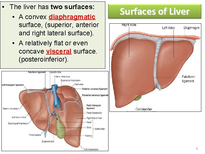  • The liver has two surfaces: • A convex diaphragmatic surface, (superior, anterior