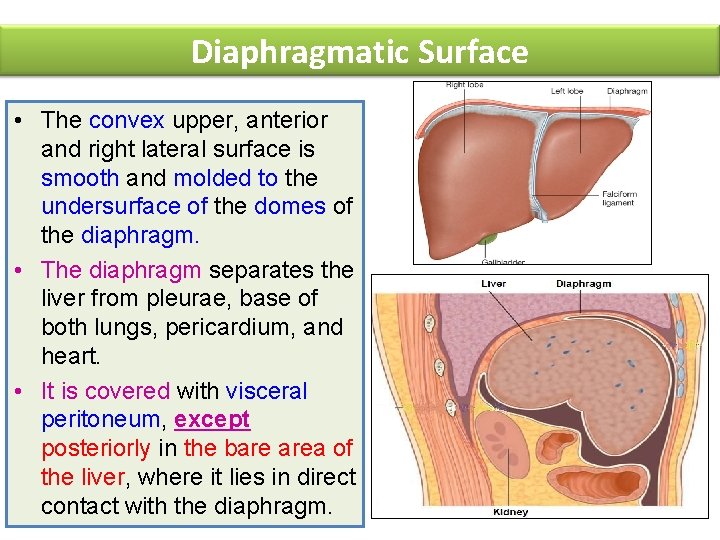 Diaphragmatic Surface • The convex upper, anterior and right lateral surface is smooth and