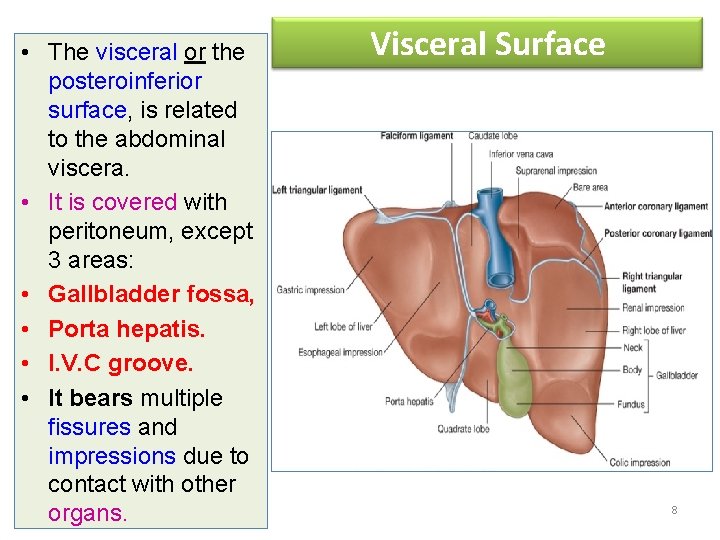  • The visceral or the posteroinferior surface, is related to the abdominal viscera.