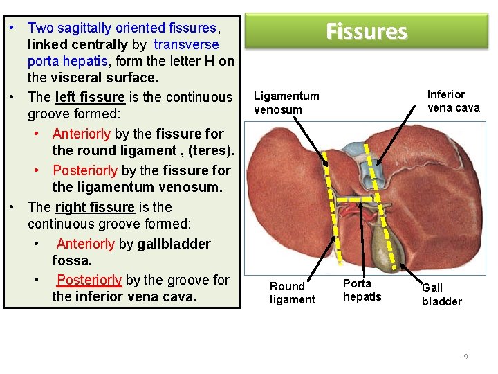  • Two sagittally oriented fissures, linked centrally by transverse porta hepatis, form the