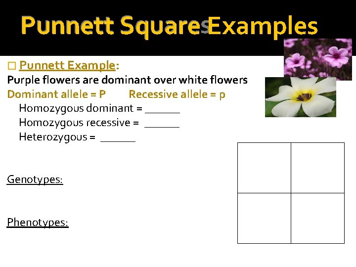 Punnett Squares Square Examples � Punnett Example: Purple flowers are dominant over white flowers