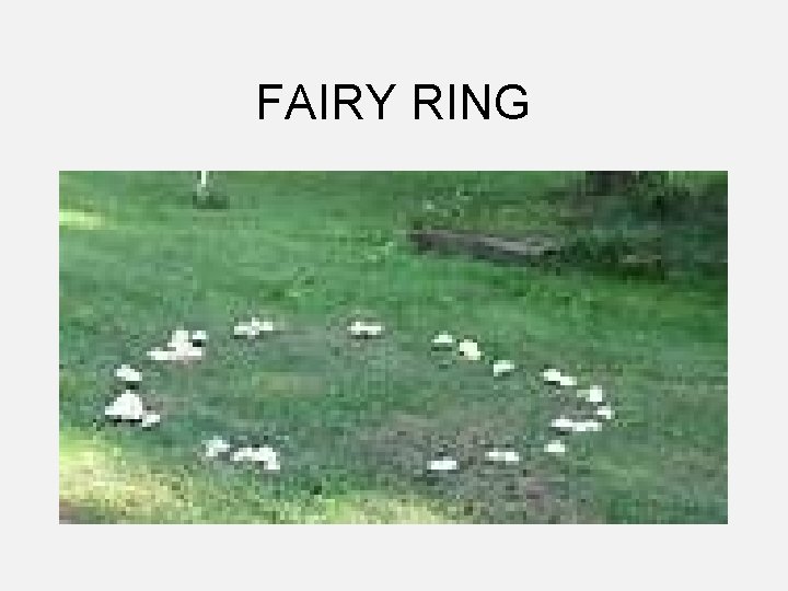 FAIRY RING 