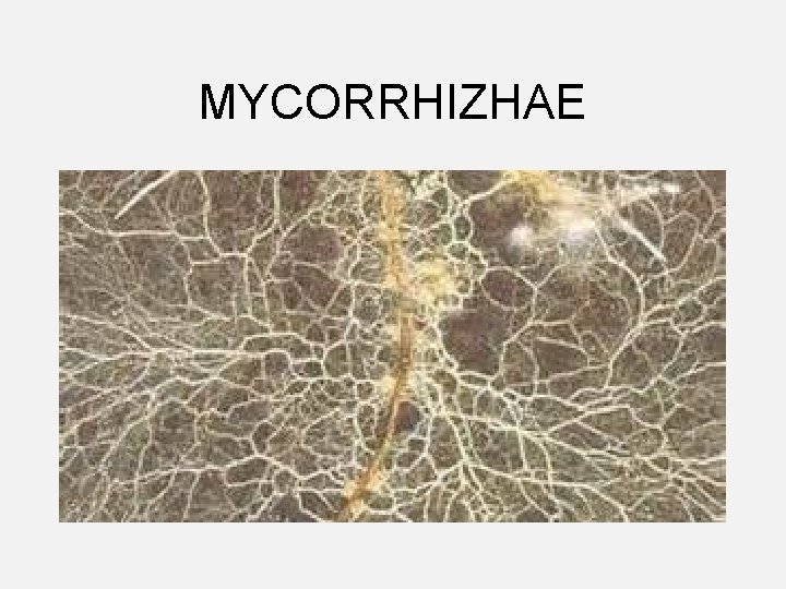 MYCORRHIZHAE 