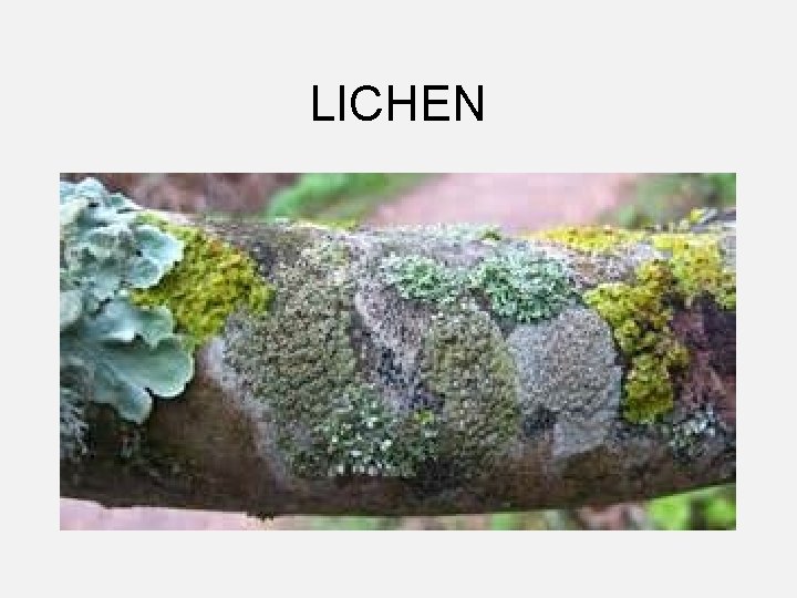 LICHEN 