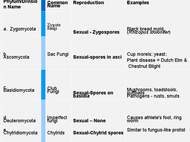 Phylum/Divisio n Name Common Name a. Zygomycota Zygote fungi b. Ascomycota Sac Fungi c.