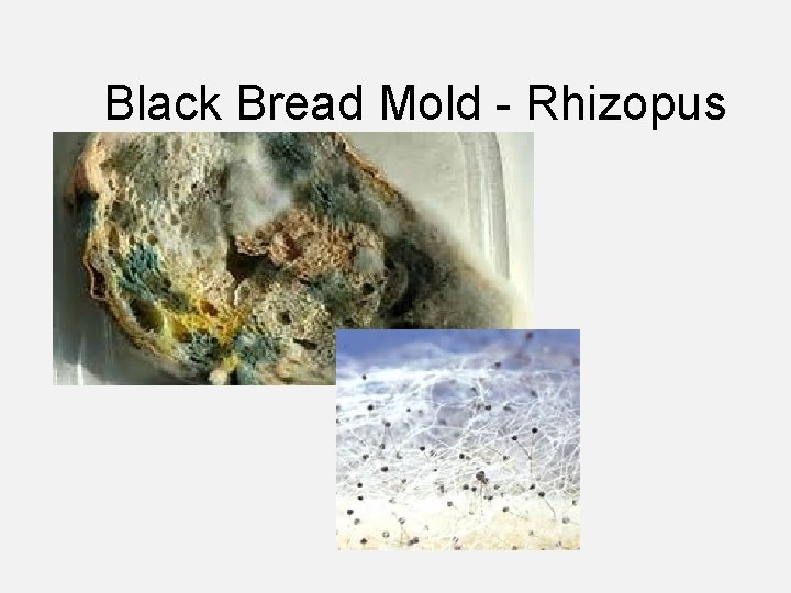 Black Bread Mold - Rhizopus 
