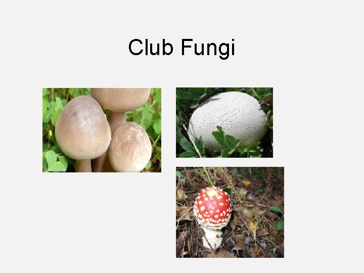 Club Fungi 