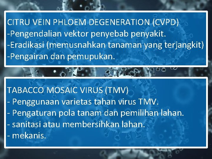 CITRU VEIN PHLOEM DEGENERATION (CVPD) -Pengendalian vektor penyebab penyakit. -Eradikasi (memusnahkan tanaman yang terjangkit)