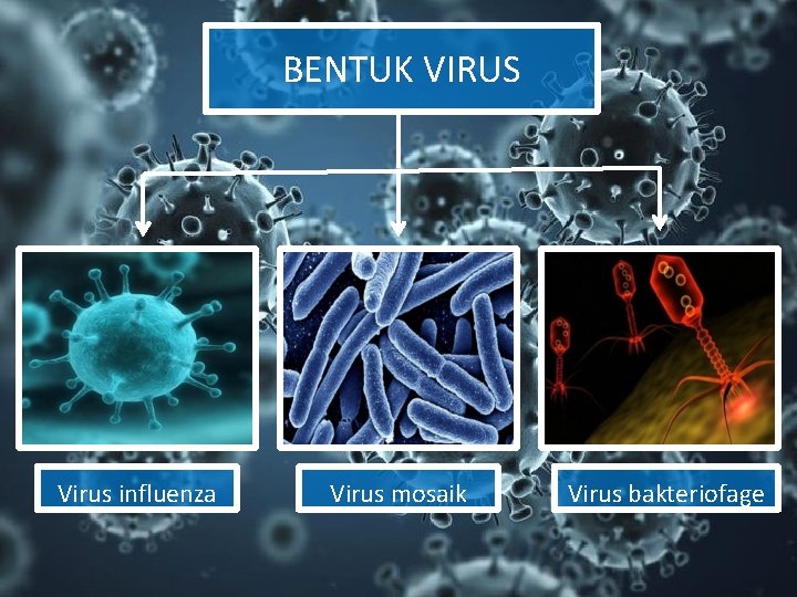 BENTUK VIRUS Virus influenza Virus mosaik Virus bakteriofage 