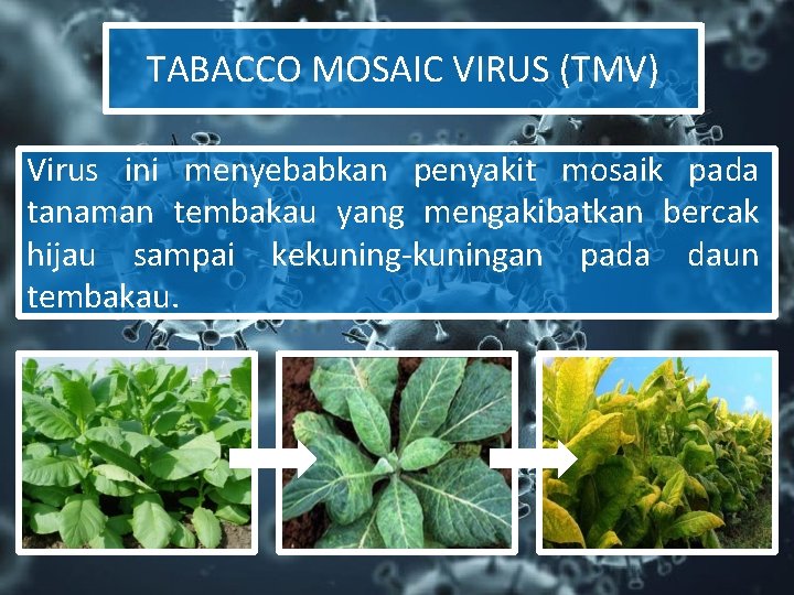 TABACCO MOSAIC VIRUS (TMV) Virus ini menyebabkan penyakit mosaik pada tanaman tembakau yang mengakibatkan