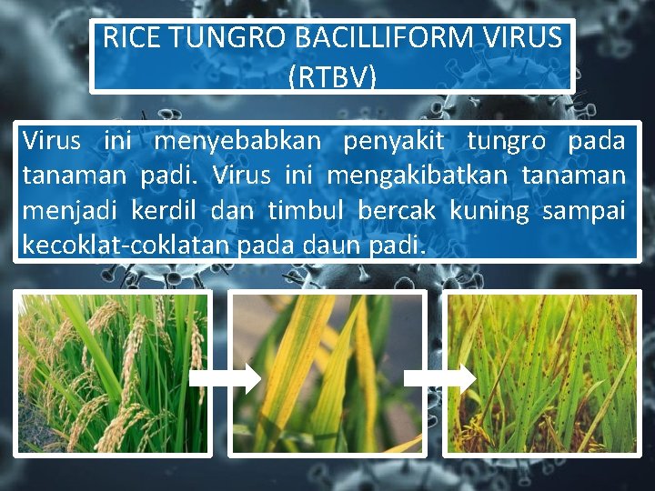 RICE TUNGRO BACILLIFORM VIRUS (RTBV) Virus ini menyebabkan penyakit tungro pada tanaman padi. Virus