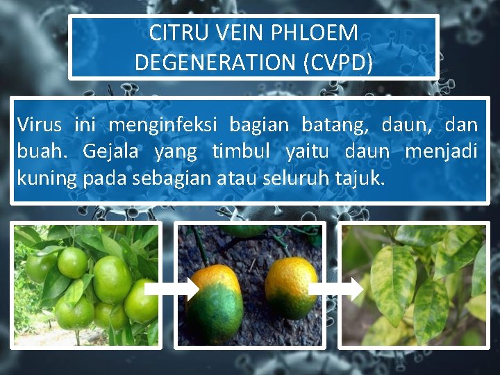 CITRU VEIN PHLOEM DEGENERATION (CVPD) Virus ini menginfeksi bagian batang, daun, dan buah. Gejala