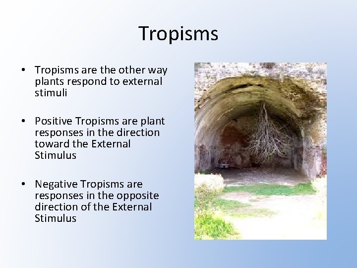 Tropisms • Tropisms are the other way plants respond to external stimuli • Positive
