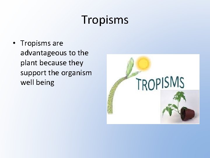 Tropisms • Tropisms are advantageous to the plant because they support the organism well