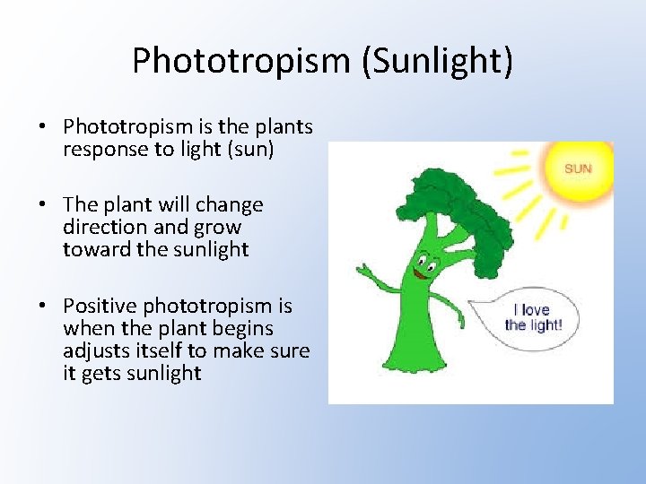Phototropism (Sunlight) • Phototropism is the plants response to light (sun) • The plant