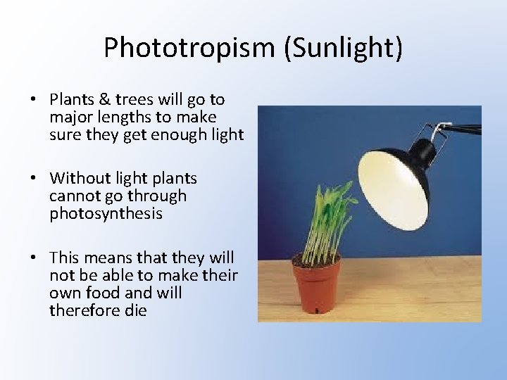 Phototropism (Sunlight) • Plants & trees will go to major lengths to make sure