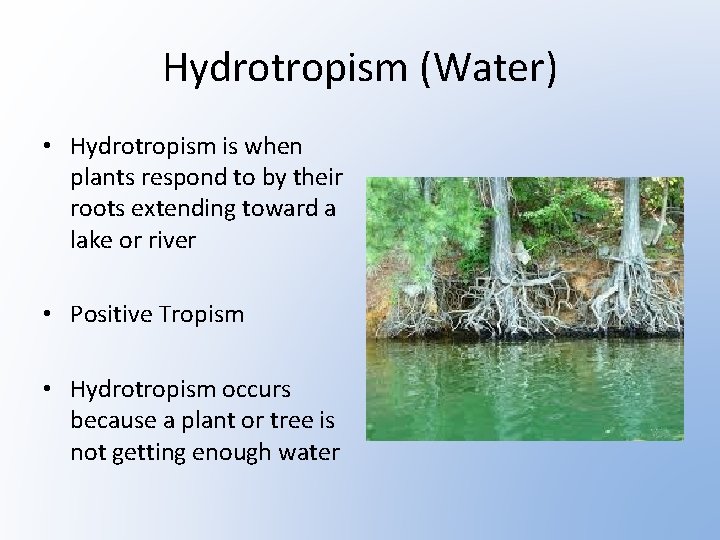 Hydrotropism (Water) • Hydrotropism is when plants respond to by their roots extending toward