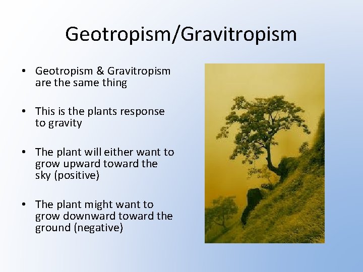 Geotropism/Gravitropism • Geotropism & Gravitropism are the same thing • This is the plants