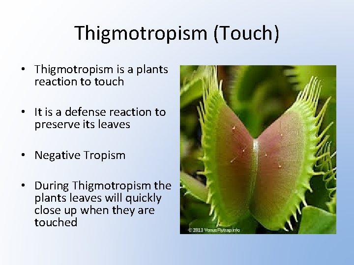 Thigmotropism (Touch) • Thigmotropism is a plants reaction to touch • It is a