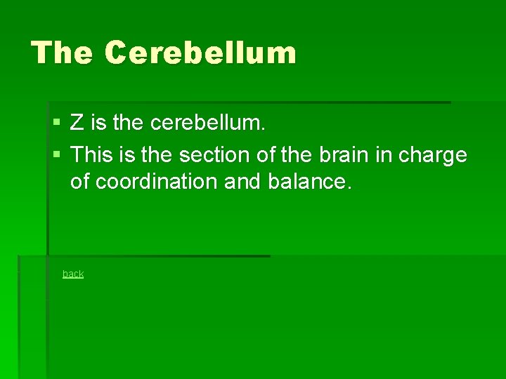 The Cerebellum § Z is the cerebellum. § This is the section of the