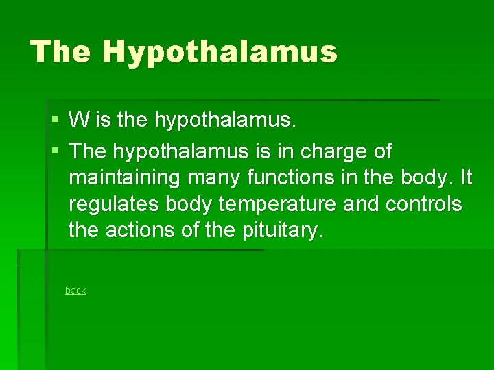 The Hypothalamus § W is the hypothalamus. § The hypothalamus is in charge of