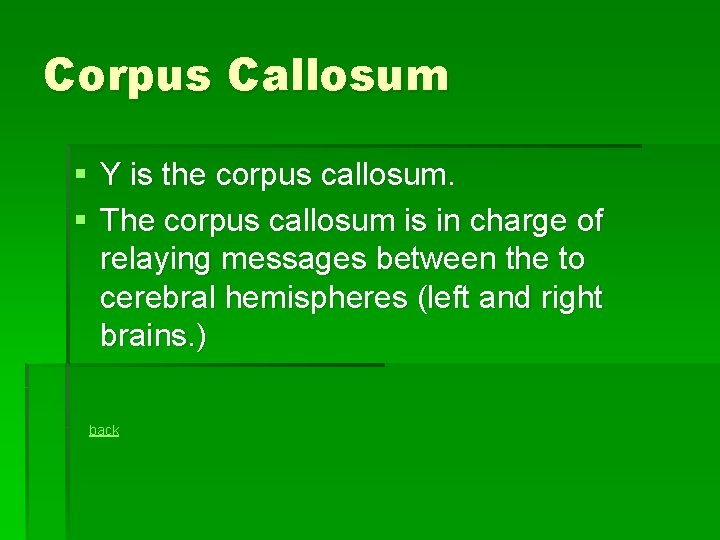 Corpus Callosum § Y is the corpus callosum. § The corpus callosum is in