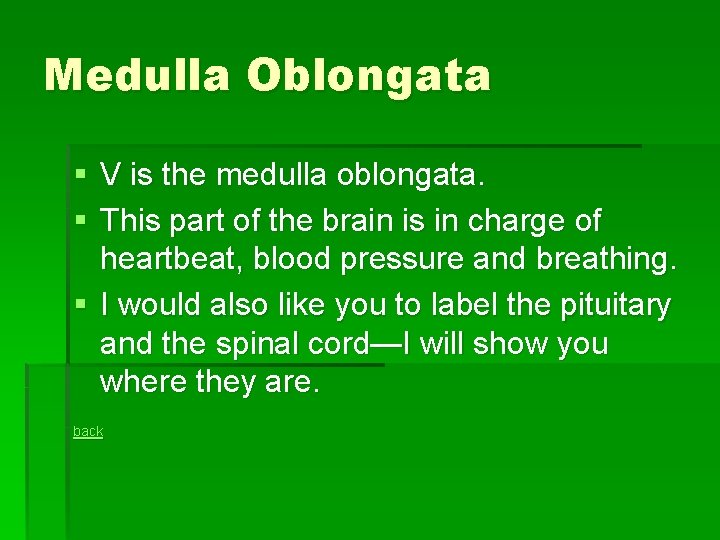 Medulla Oblongata § V is the medulla oblongata. § This part of the brain