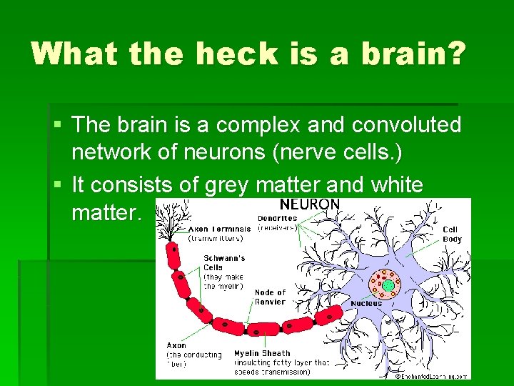 What the heck is a brain? § The brain is a complex and convoluted