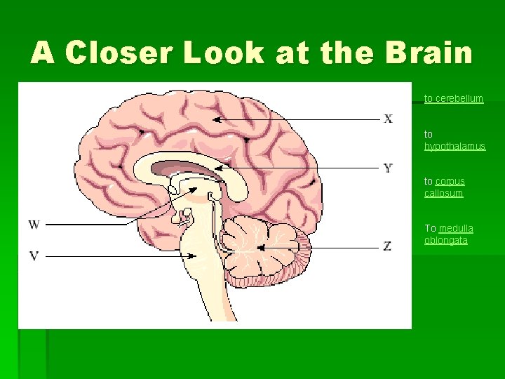 A Closer Look at the Brain to cerebellum to hypothalamus to corpus callosum To