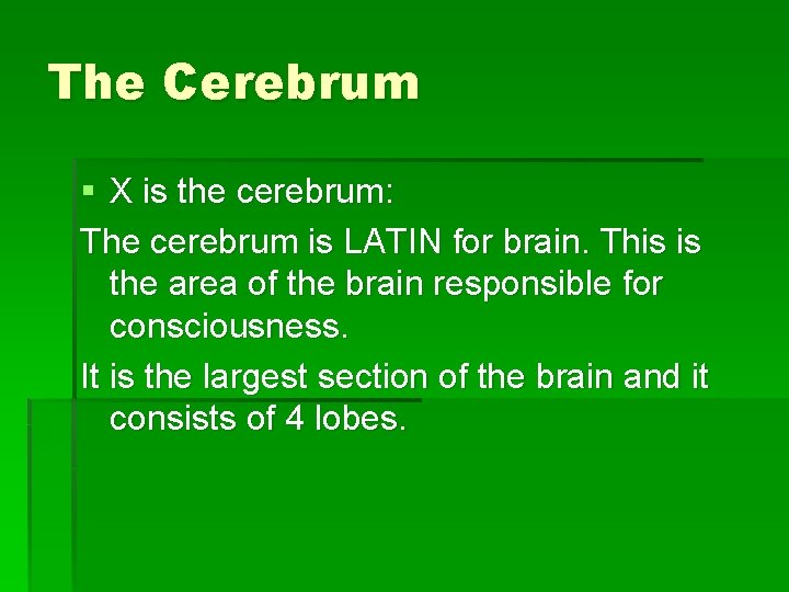 The Cerebrum § X is the cerebrum: The cerebrum is LATIN for brain. This