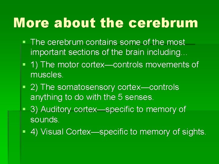 More about the cerebrum § The cerebrum contains some of the most important sections