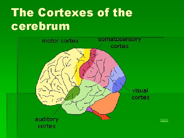 The Cortexes of the cerebrum back 