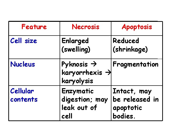 Feature Necrosis Apoptosis Cell size Enlarged (swelling) Reduced (shrinkage) Nucleus Pyknosis Fragmentation karyorrhexis karyolysis