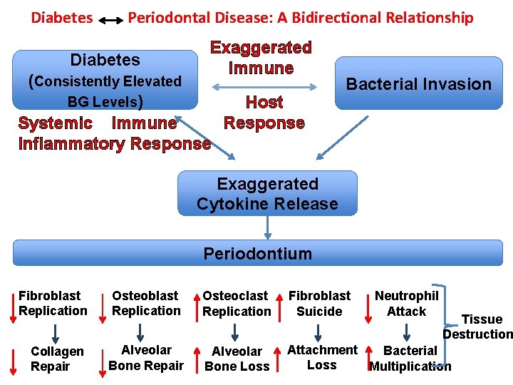 Diabetes Periodontal Disease: A Bidirectional Relationship Diabetes Exaggerated Immune (Consistently Elevated BG Levels) Host