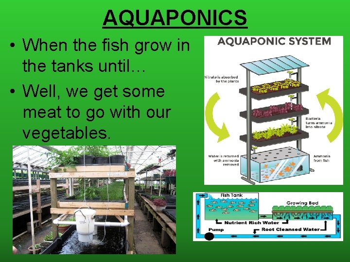 AQUAPONICS • When the fish grow in the tanks until… • Well, we get