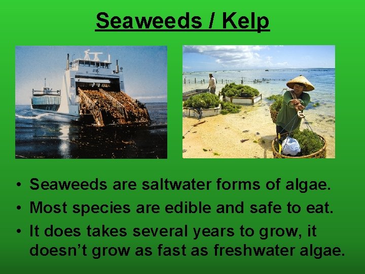 Seaweeds / Kelp • Seaweeds are saltwater forms of algae. • Most species are