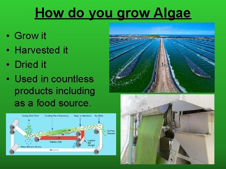 How do you grow Algae • • Grow it Harvested it Dried it Used