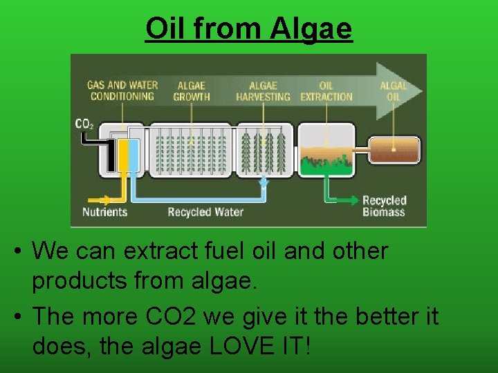 Oil from Algae • We can extract fuel oil and other products from algae.