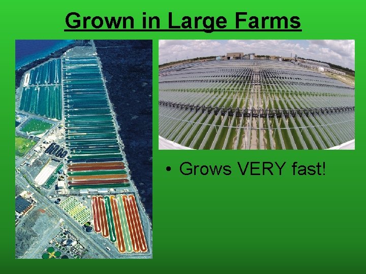 Grown in Large Farms • Grows VERY fast! 