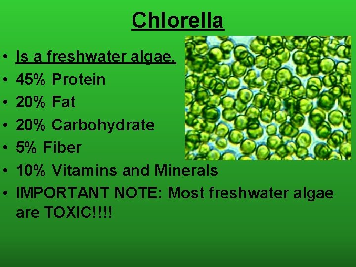 Chlorella • • Is a freshwater algae. 45% Protein 20% Fat 20% Carbohydrate 5%