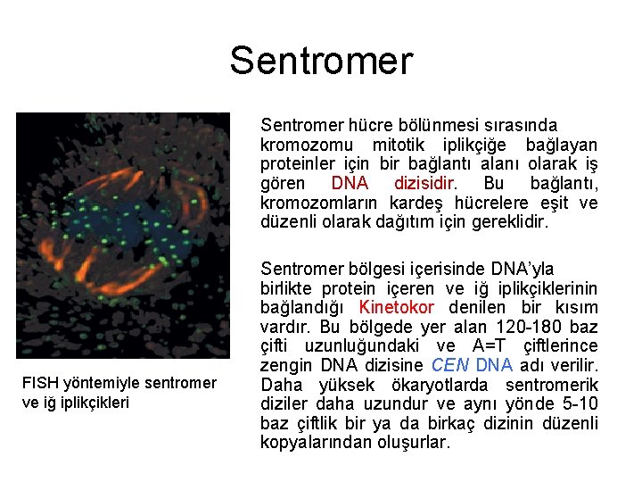 Sentromer hücre bölünmesi sırasında kromozomu mitotik iplikçiğe bağlayan proteinler için bir bağlantı alanı olarak