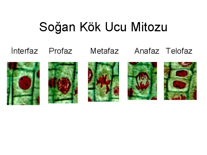 Soğan Kök Ucu Mitozu İnterfaz Profaz Metafaz Anafaz Telofaz 