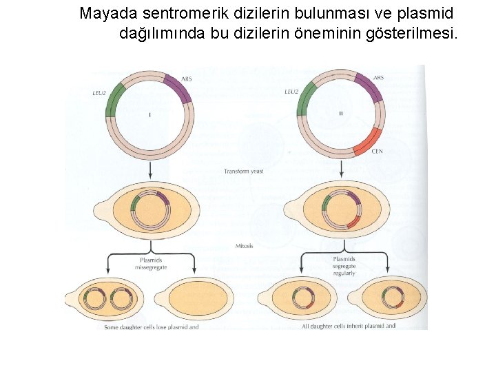 Mayada sentromerik dizilerin bulunması ve plasmid dağılımında bu dizilerin öneminin gösterilmesi. 