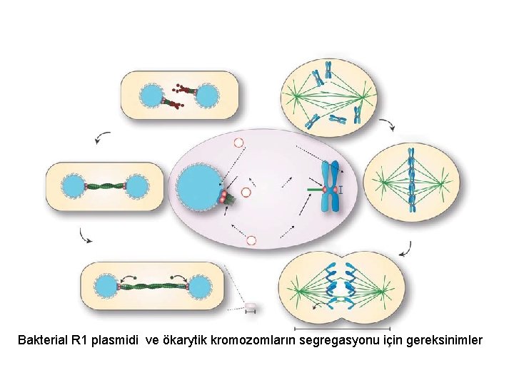 Bakterial R 1 plasmidi ve ökarytik kromozomların segregasyonu için gereksinimler 