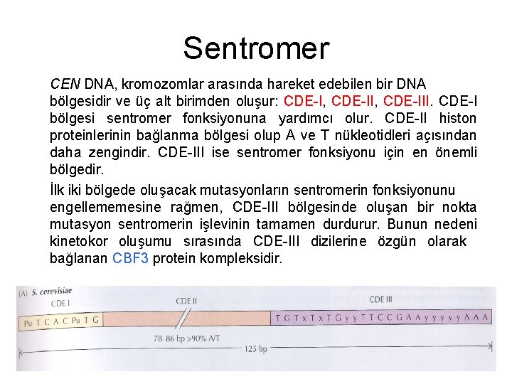 Sentromer CEN DNA, kromozomlar arasında hareket edebilen bir DNA bölgesidir ve üç alt birimden