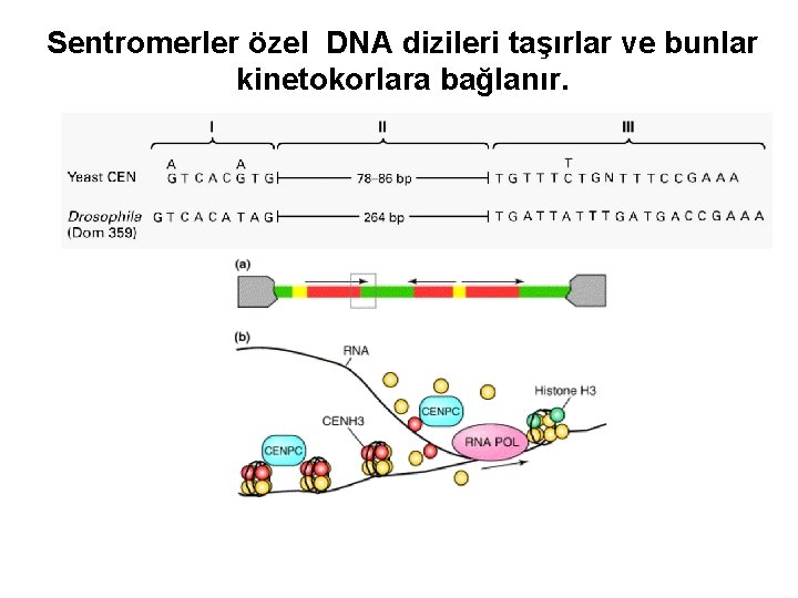 Sentromerler özel DNA dizileri taşırlar ve bunlar kinetokorlara bağlanır. 