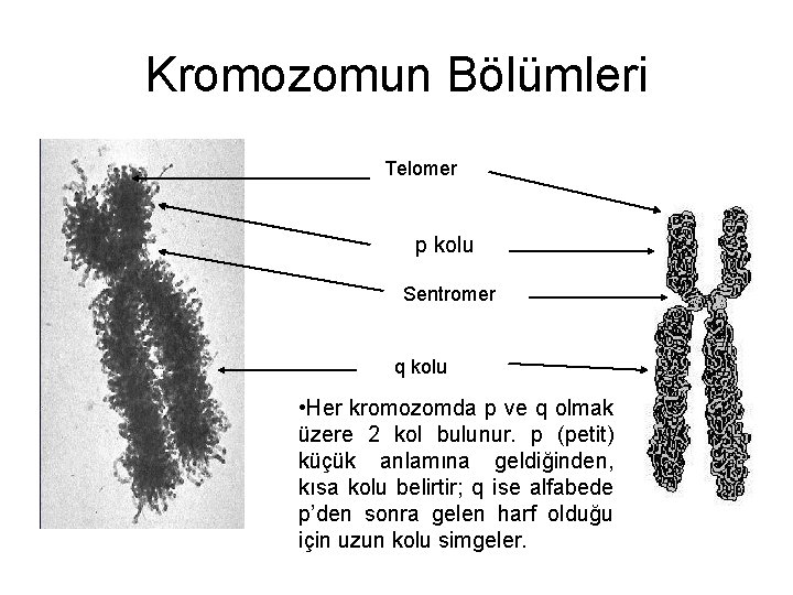 Kromozomun Bölümleri Telomer p kolu Sentromer q kolu • Her kromozomda p ve q