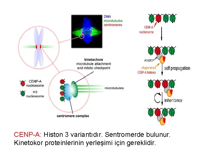 CENP-A: Histon 3 variantıdır. Sentromerde bulunur. Kinetokor proteinlerinin yerleşimi için gereklidir. 